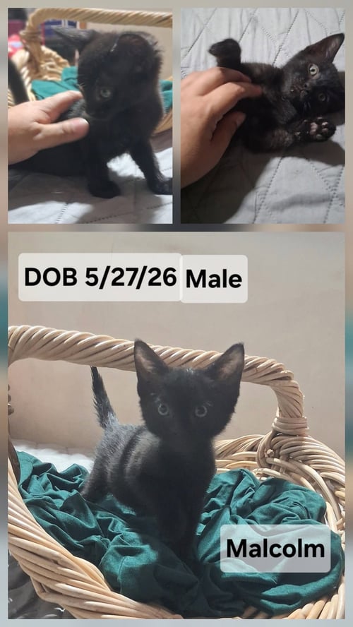 MALCOLM (& ELLIE) - Domestic Short Hair available for adoption
