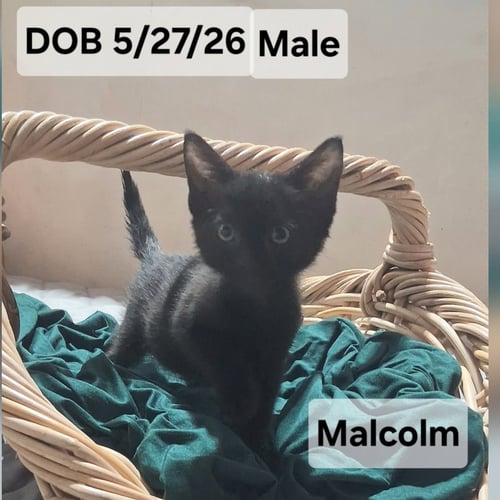 MALCOLM (& ELLIE) - Domestic Short Hair available for adoption