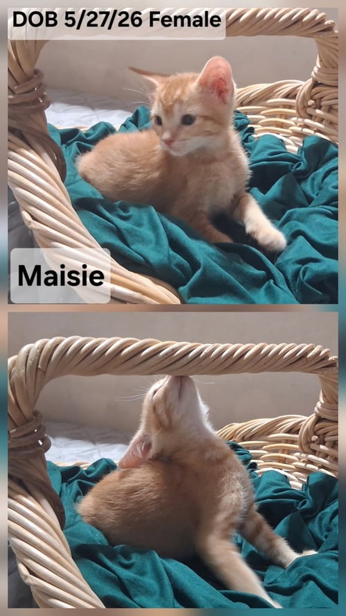 MAISIE (& LEXIE) - Domestic Short Hair available for adoption