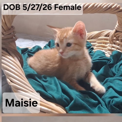 MAISIE (& LEXIE) - Domestic Short Hair available for adoption