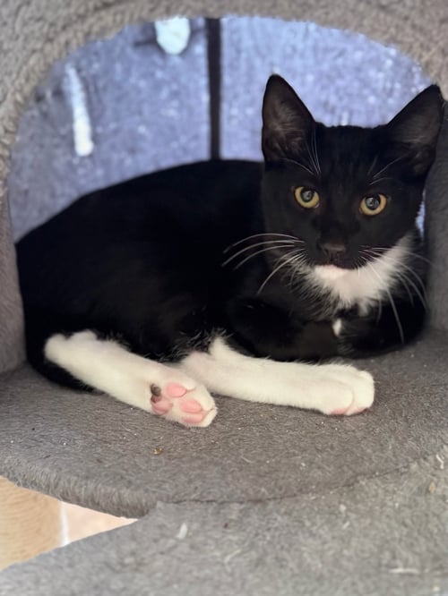 ETHAN (& CRUZ) - Domestic Short Hair available for adoption