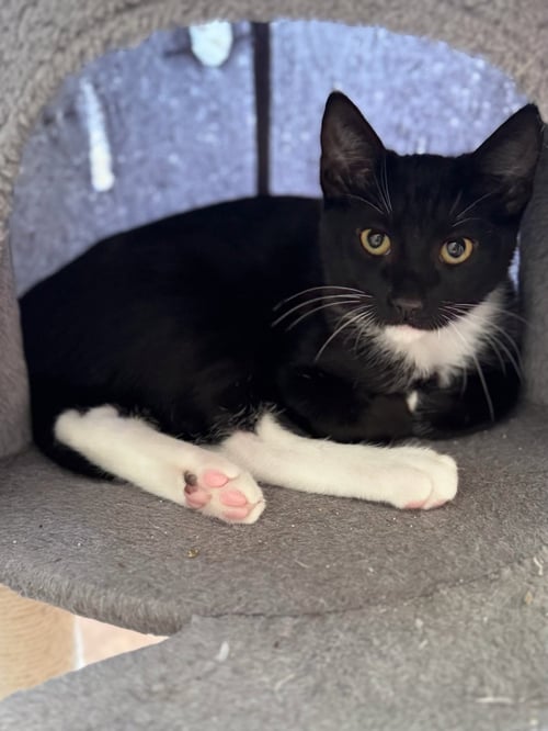 ETHAN (& CRUZ) - Domestic Short Hair available for adoption