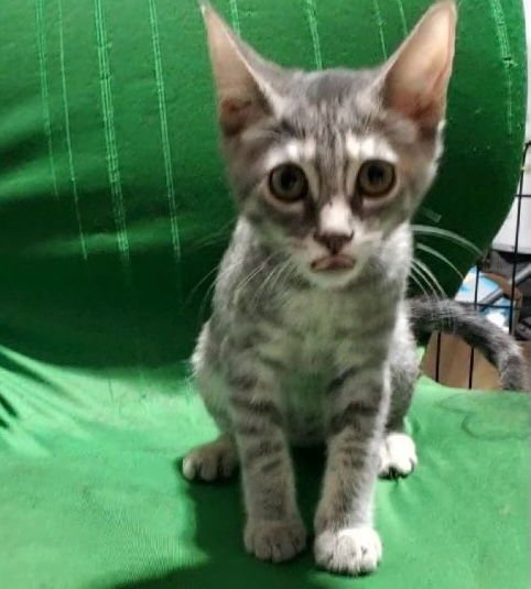 WILLOW (& MR HANKS) - Domestic Short Hair available for adoption