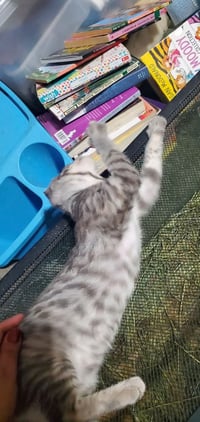 Willow (& Mr Hanks) - Photo 3