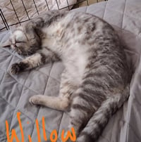 Willow (& Poppy) - Photo 1