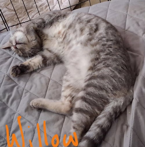 WILLOW (& POPPY) - Domestic Short Hair available for adoption
