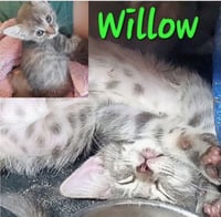 Willow (& Mr Hanks) - Photo 4