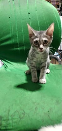 Willow (& Mr Hanks) - Photo 5