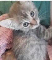 Willow (& Mr Hanks) - Photo 6