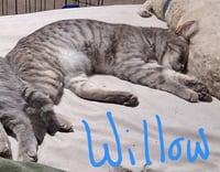 Willow (& Poppy) - Photo 3