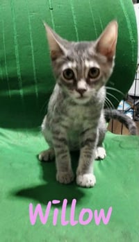 Willow (& Mr Hanks) - Photo 7