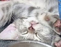 Willow (& Mr Hanks) - Photo 8