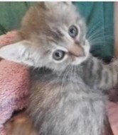 Willow (& Poppy) - Photo 9