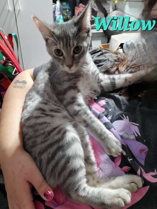 WILLOW (& POPPY) - Domestic Short Hair available for adoption