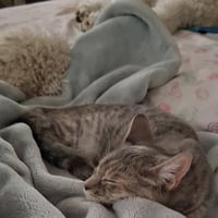Willow (& Poppy) - Photo 4