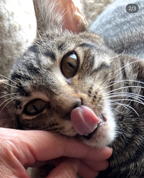 STRIPES (& DORA) - Domestic Short Hair available for adoption