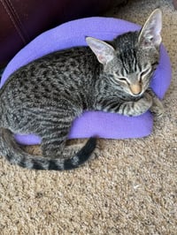 Stripes (& Dora) - Photo 6