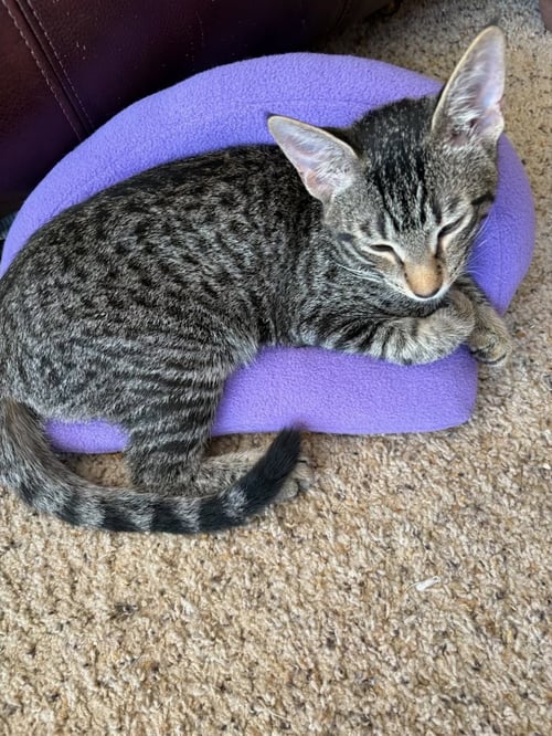 STRIPES (& DORA) - Domestic Short Hair available for adoption