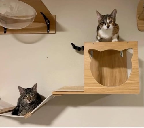 STRIPES (& DORA) - Domestic Short Hair available for adoption
