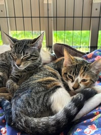 Stripes (& Dora) - Photo 4
