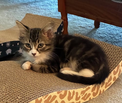 AMOR (& AURORA) - Domestic Medium Hair available for adoption