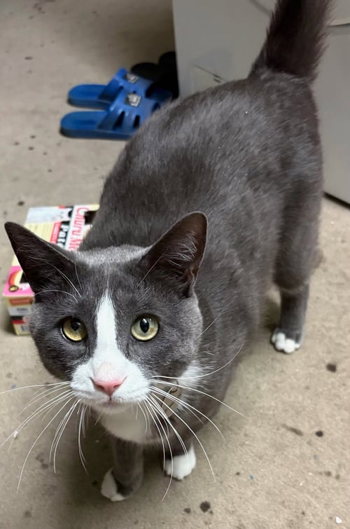 FICUS [CP] - Domestic Short Hair available for adoption