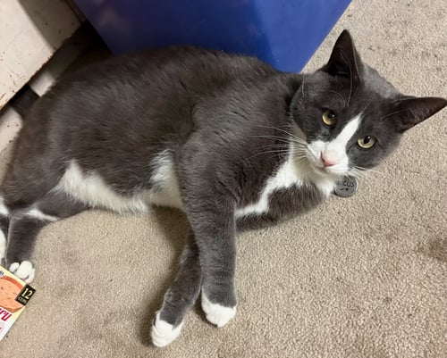 FICUS [CP] - Domestic Short Hair available for adoption