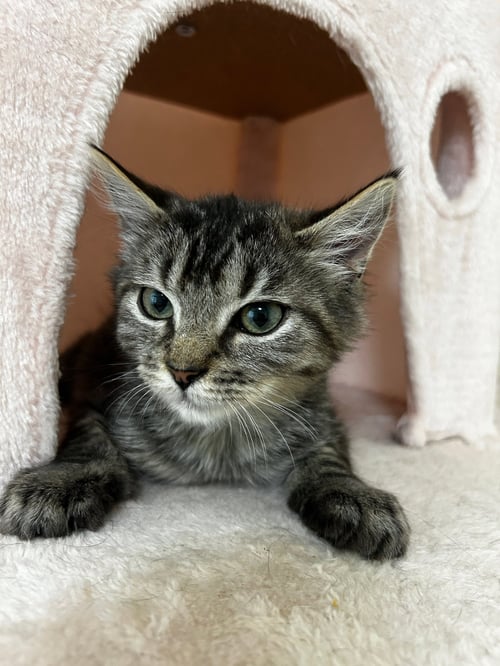 EDWARD (& WILLOW) - Domestic Medium Hair available for adoption