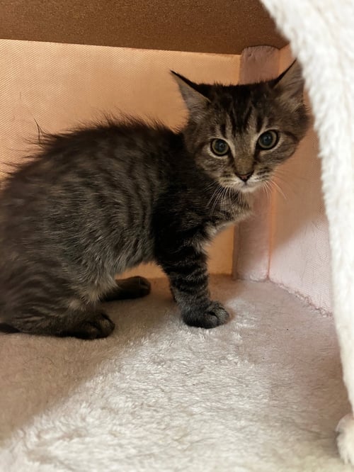 EDWARD (& WILLOW) - Domestic Medium Hair available for adoption
