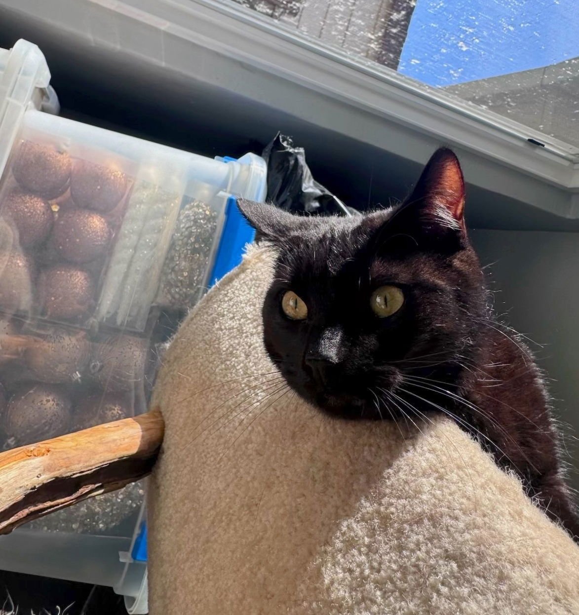 ONIX (& CHINO) - Domestic Short Hair for adoption in Hayward