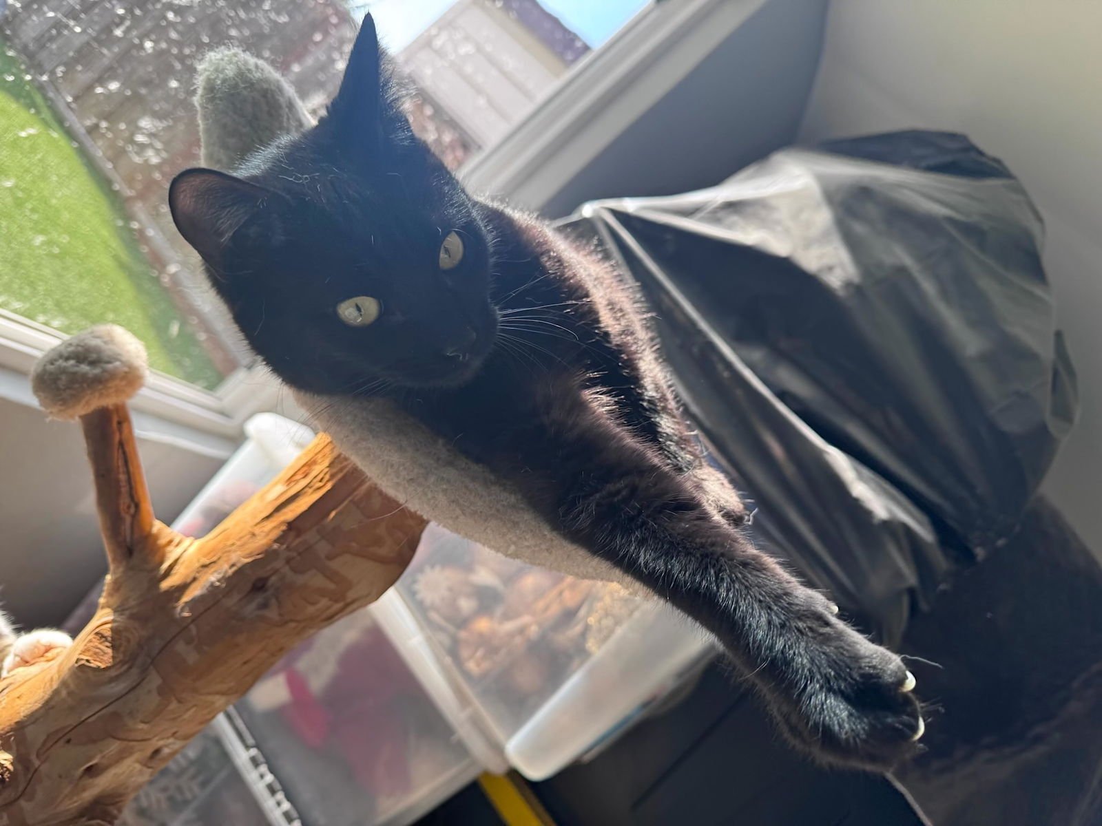 Onix (& Chino) - Photo 2