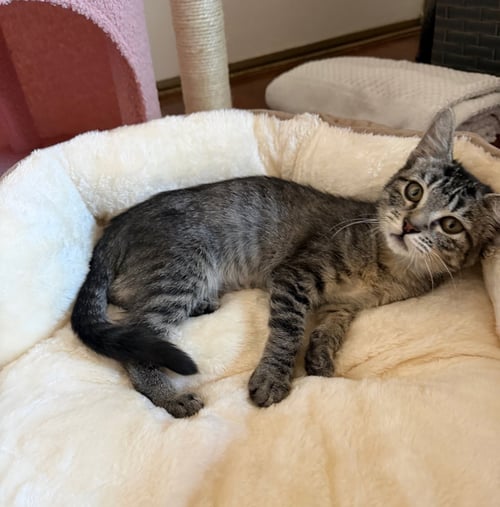 WILLOW (& EDWARD) - Domestic Short Hair available for adoption