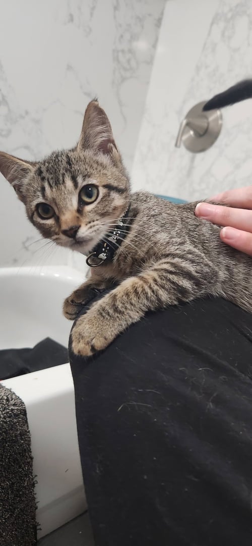 SENSEI (& SHERIKAN) - Domestic Short Hair available for adoption