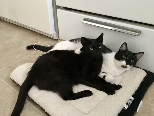 SONNY & CHER - Domestic Short Hair available for adoption