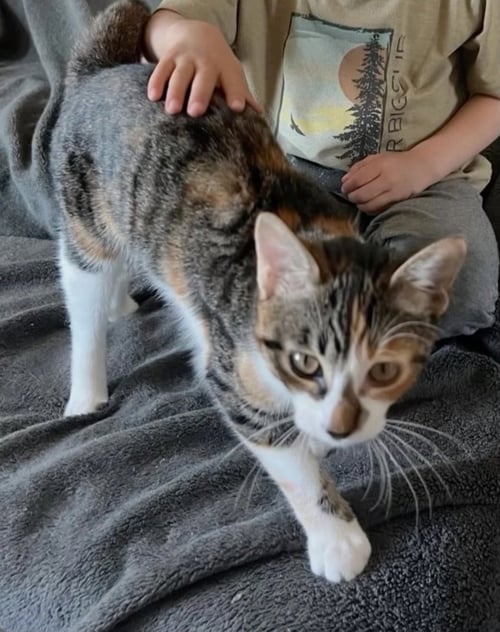 DORA (& STRIPES) - Domestic Short Hair available for adoption