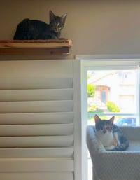 Dora (& Stripes) - Photo 5
