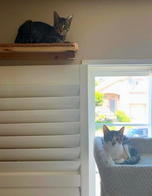 DORA (& STRIPES) - Domestic Short Hair available for adoption