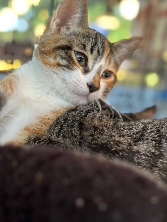 Dora (& Stripes) Image