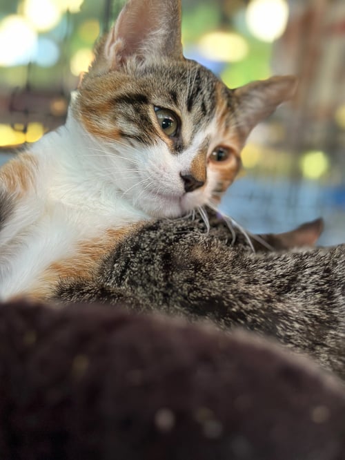 DORA (& STRIPES) - Domestic Short Hair available for adoption