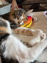 Dora (& Stripes) - Photo 6