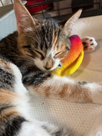 Dora (& Stripes) - Photo 4