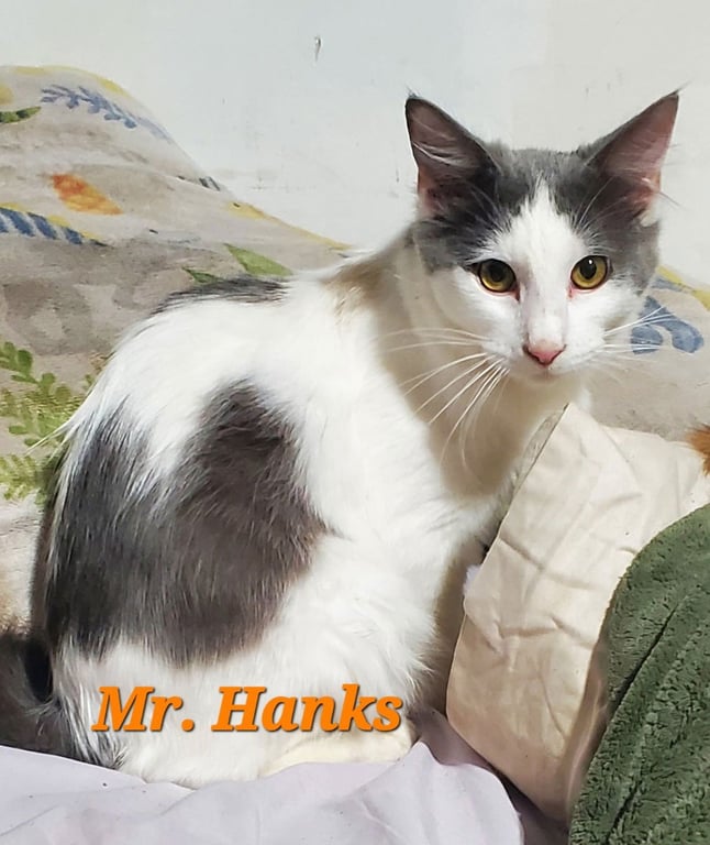Mr Hanks (& Willow) Image