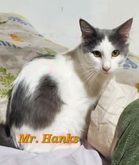 Mr Hanks (& Willow) - Photo 1