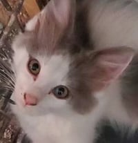 Mr Hanks (& sibling) - Photo 11