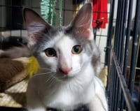 Mr Hanks (& Willow) - Photo 2