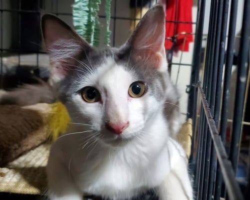 MR HANKS (& WILLOW) - Domestic Short Hair available for adoption