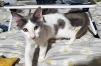 Mr Hanks (& Willow) - Photo 3