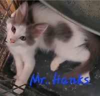 Mr Hanks (& sibling) - Photo 10
