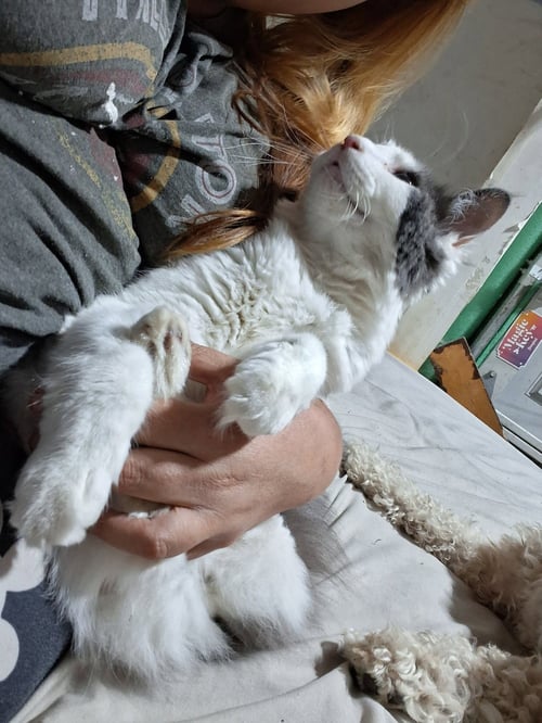 MR HANKS (& SIBLING) - Domestic Short Hair available for adoption