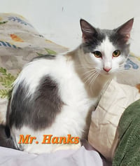 Mr Hanks (& sibling) - Photo 5